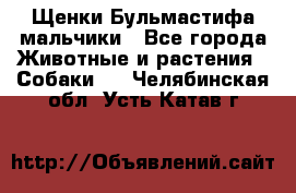 Щенки Бульмастифа мальчики - Все города Животные и растения » Собаки   . Челябинская обл.,Усть-Катав г.